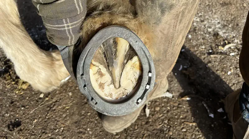 Featured image of post Bunny Forge Farriers